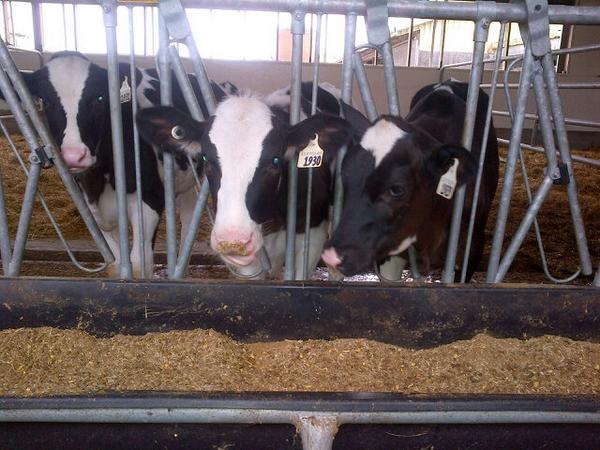 @DairyShurGain look at these happy calves! #SGHappyCalf check out #Rumimax on YouTube!