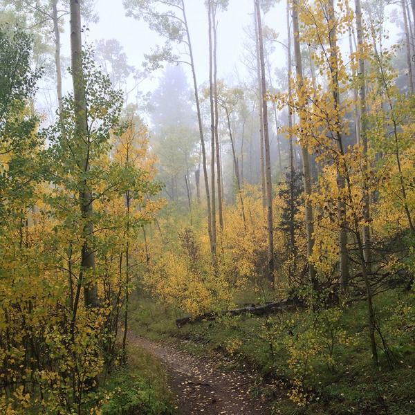 #HowToSantaFe tip of the week! Catch the autumn aspen groves at <a href="/SkiSantaFe/">Ski Santa Fe</a> while they're at their brightest!