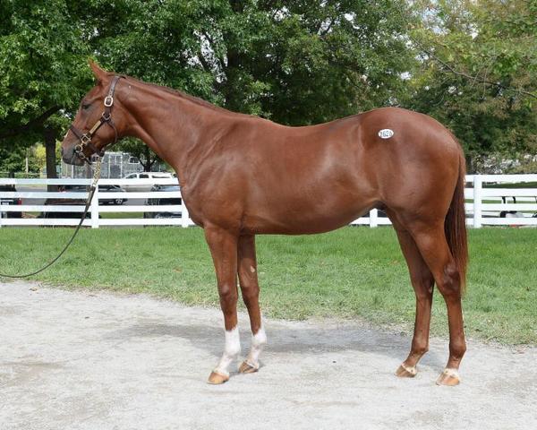 Seaneff's tweet photo. Shares in Hiyo are available! 5% for only $1,000! Cc:@Hennigracing http://t.co/DaYSSbyMCd