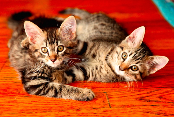 Schweitzer88's tweet image. Thanks to @ColonelShaun for the pictures of Apple and Peach! #fosterkittens #adopt #kittens #stl CC: @tenthlifecats