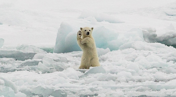 Telegraph's tweet photo. Pictures of the day: polar bear shows off his best kung fu moves http://t.co/eyCelHbO0j (Mercury Press) http://t.co/GAAcTPmcRy