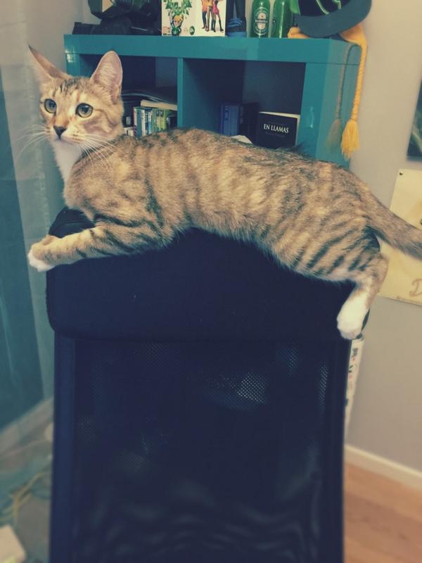 Rubiu5's tweet photo. Primero el lavabo, ahora la silla. QUE SERÁ LO SIGUIENTE QUE ME ROBE? LO SABREMOS EN EL PROXIMO CAPITULO 🙀 http://t.co/8ZuIotpWcU