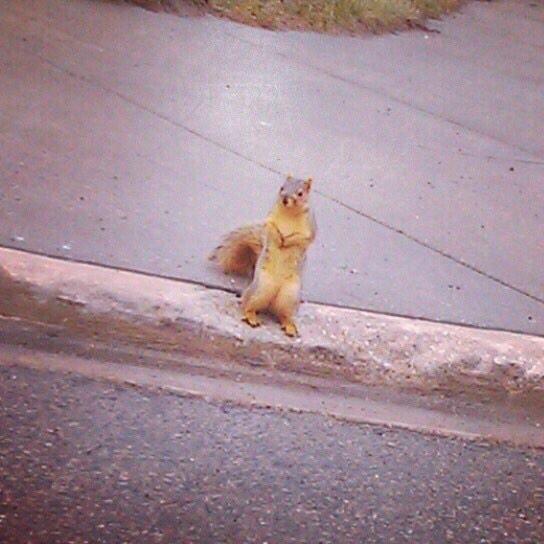 L_Squirrels's tweet photo. My cousin in Florida. http://t.co/087qeC24nV