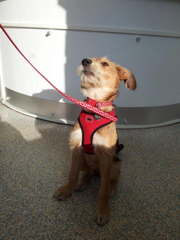 vets_alpha's tweet photo. Gorgeous little Zowie, the Romanian rescue crossbreed visited us today. Shes learnt to sit politely for her treats!! http://t.co/B0ePoXmQBr