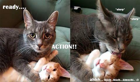 Tomoka Minato Sh On Twitter Ngakak Baru Nyadar Ada Ikkeh Kimochi V Bkingdomrp 18 Http T Co E4qi1supjq