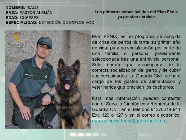 guardiacivil's tweet photo. #PerroGC “Kalos”, detector de explosivos, primer perro del programa Fénix de la @Guardiacivil, a tu servicio http://t.co/TaOEY3rneR