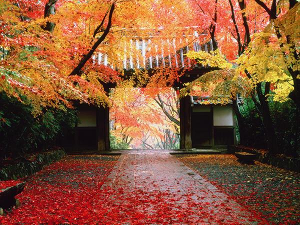 kirei_fukei's tweet photo. 光明寺の紅葉（京都） http://t.co/eLtL3qKDby