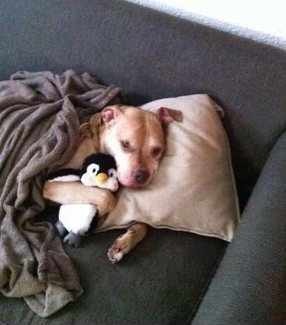 Yet another aggressive &amp; violent Pitbull caught on camera...