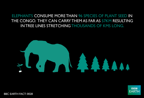BBC Earth Fact: 0028