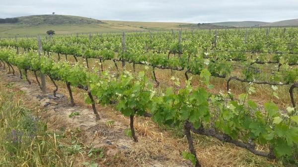 Cathedral Cellar tweet media