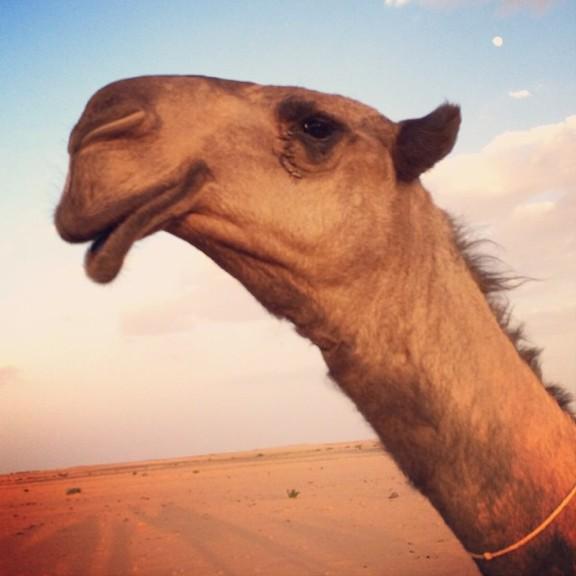 ✨   الشيخه   ✨

    لمالكها / مسعد سعود الشيباني 
   
   ما شاء الله 💫