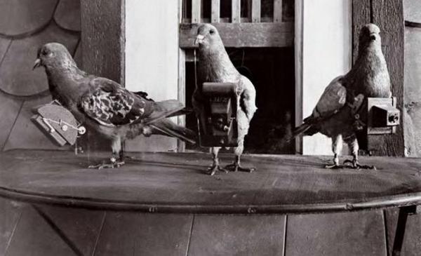 伝書鳩（Homing pigeon）。日本や紀元前約5000年のシュメール人も使っ