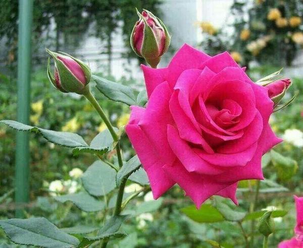 CjgjGdhh's tweet photo. @Om_Khaled2013 http://t.co/D3pwNOsKTu