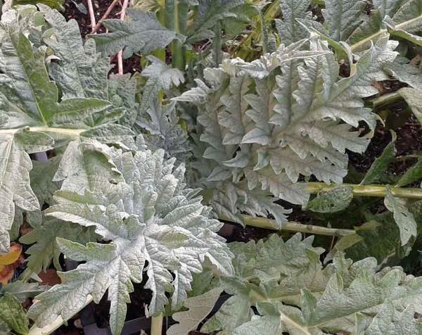 Top 10 big-leaved #plants for #garden design success. mandycanudigit.co.uk/#!big-leaves/c…