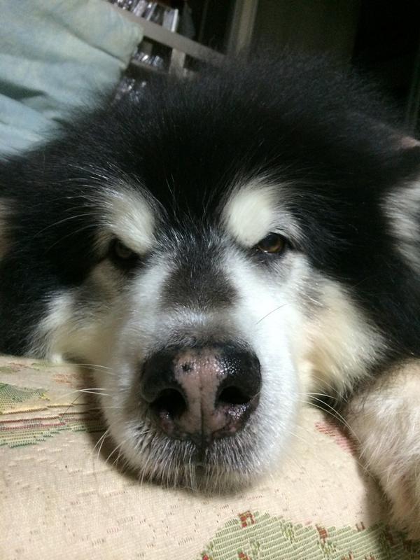 dalami3's tweet photo. 로또군!!!! http://t.co/aj3K3X7MQ2