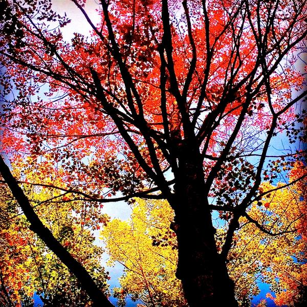 Start the week with some nice fall imagery from <a href="/NovaStubbs/">Nova Stubbs</a> then go out and capture your own colors #AutumnFaves