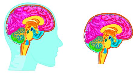 QS Brain Bank (@qsbrainbank) on Twitter photo RT <a href="/ParkinsonsUK/">Parkinson's UK</a>: We've launched Brain: the inside story a free resource for #Alevel biology braintheinsidestory.co.uk RT <a href="/ParkinsonsUK/">Parkinson's UK</a>: We've launched Brain: the inside story a free resource for #Alevel biology braintheinsidestory.co.uk