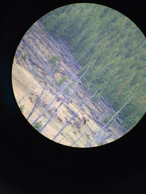 307_eric's tweet image. Gettin some elk spotted for opening day