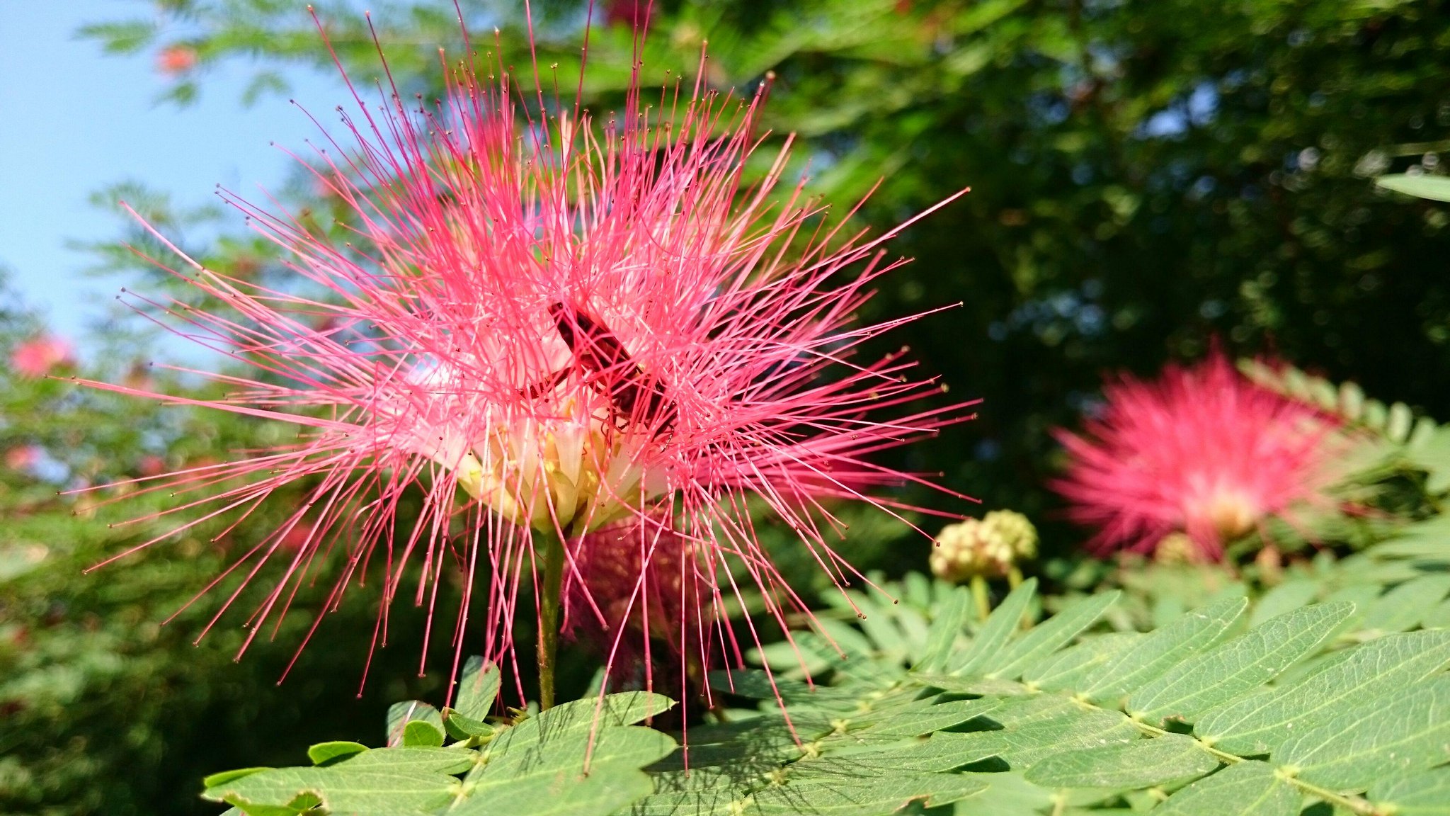 Honey Bee in Red Flowers Vatika City