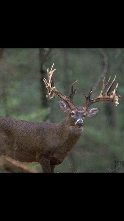 RednecksNews's tweet photo. Rt if you would shoot http://t.co/IWsrr5ZVdy