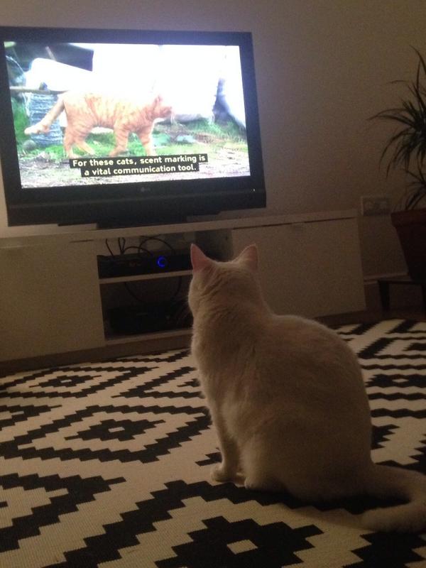 Hel8's tweet image. Fleur, one of the cats on the show, watching intently! 😊