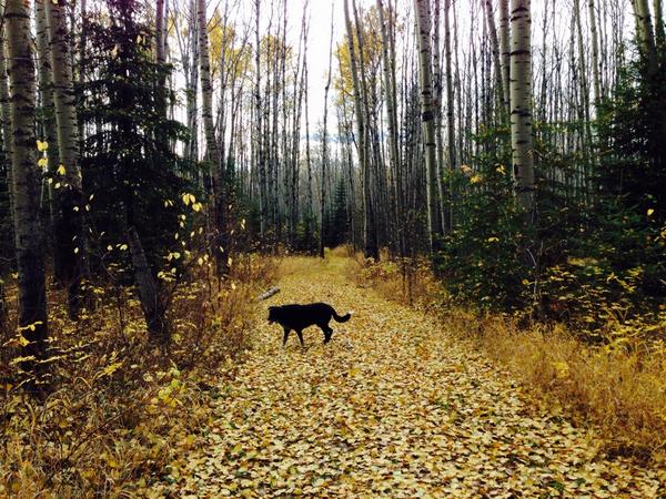 chatwithshack's tweet image. Loving this fall weather in #ymm! To make things even better...NO SNOW! #WinterCanWait