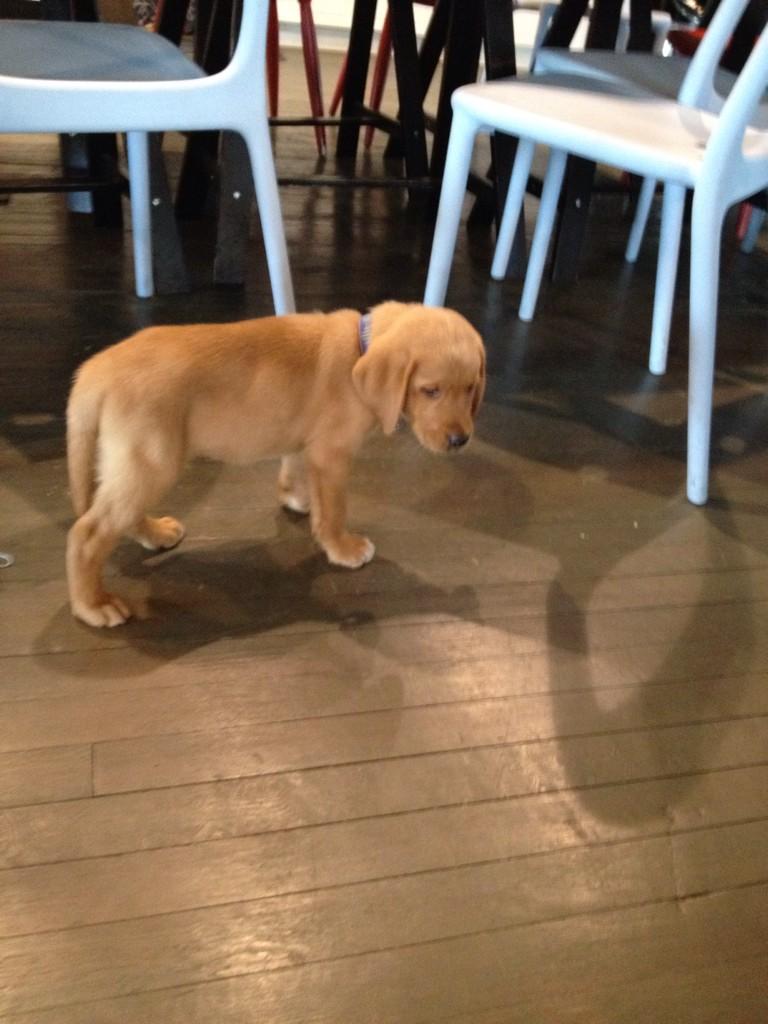 Embedded image permalink