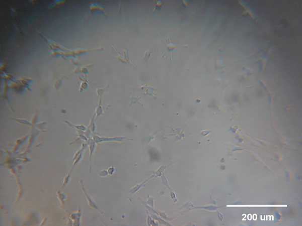 @mleblanclatour 3T3 fibroblasts in cell culture. 13:55 #RPPA #raspberrypi