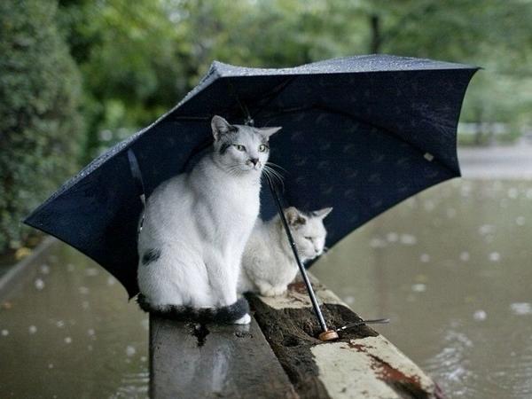 Nine_acres's tweet photo. A rainy day at The Lake http://t.co/FNm5ID0odk