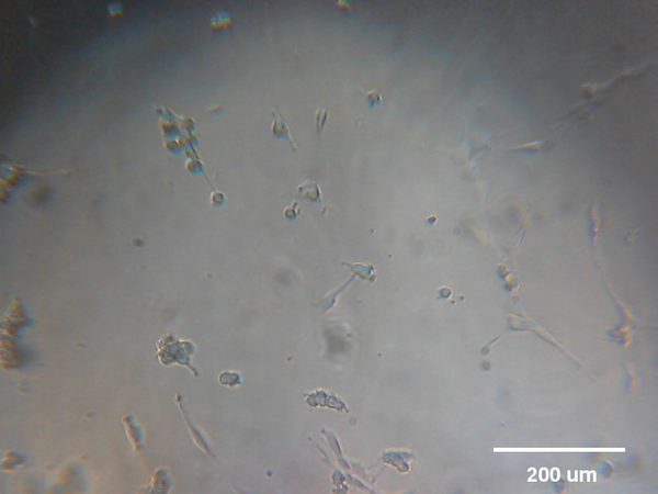 @mleblanclatour 3T3 fibroblasts in cell culture. 14:49 #RPPA #raspberrypi
