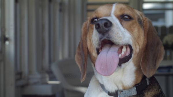 QuietLightFilms's tweet image. Stills from film shown at Stroudsmoor for Habitat for Humanity MC 20th Anniversary. #HabitatforHumanity #stroudsmoor