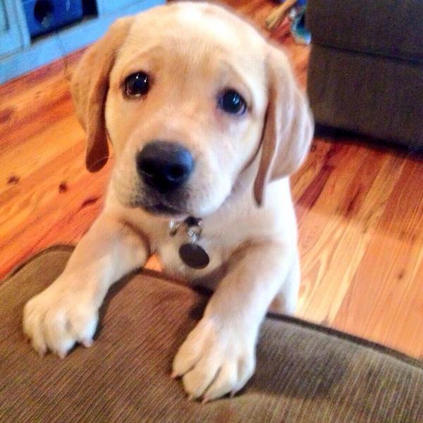 BbAnimalPics's tweet photo. That face http://t.co/yFaJAT6cFm