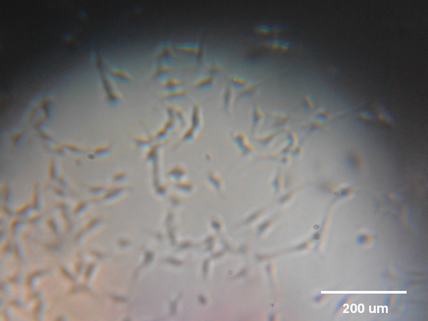 @mleblanclatour 3T3 fibroblasts in cell culture. 15:15 #RPPA #raspberrypi