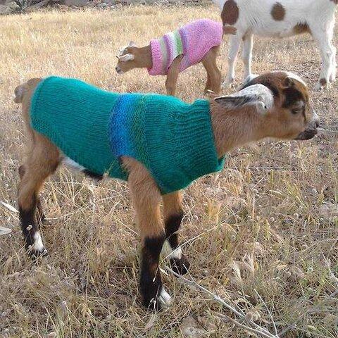 Goats and Goat Facts on Twitter: 