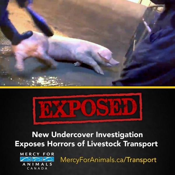 MercyForAnimals tweet picture