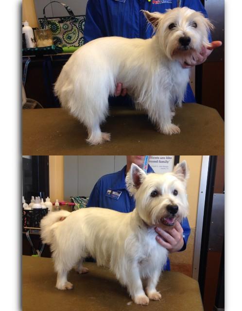 TinasTeam_586's tweet photo. Academy 586 westies trims from today @hmmforeals @DB_1616 @Dramafordiva http://t.co/cM2CWRweWT