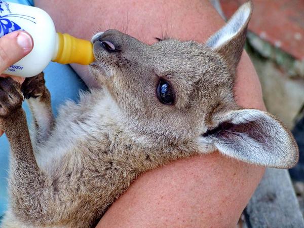 ARCureSearch's tweet photo. Cockrills Country Critters will be at our CureSearch Family Festival with Rudy Roo Roo the kangaroo! Come see us! http://t.co/9fhgDtPbXH