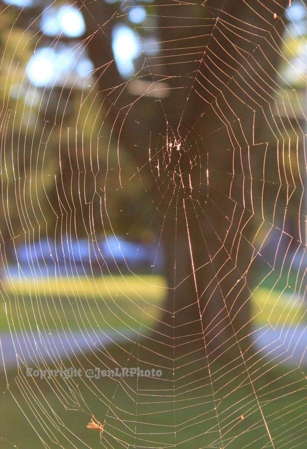 A #spiderweb missing its spider :) #photography #CanonCaptures #web #nature #photo #MyPhotooftheDay