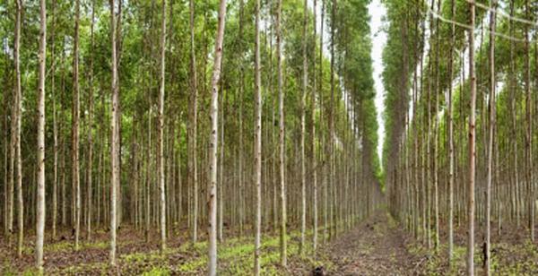 Webadviceblog's tweet image. Health Benefits of Eucalyptus Tea. webadvice.osvojito.com/eucalyptus-tea…