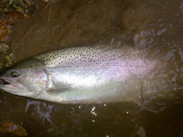 DrylineSteel's tweet photo. Just now.  #steelhead http://t.co/LlVUObKA8g