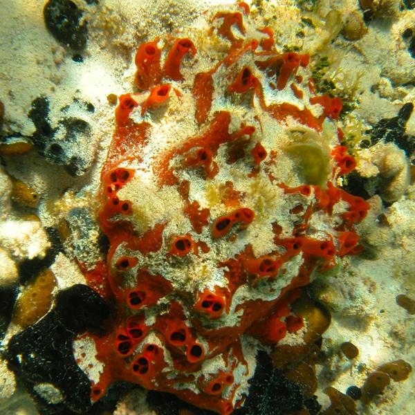 Blue Chemistry Lab tweet media