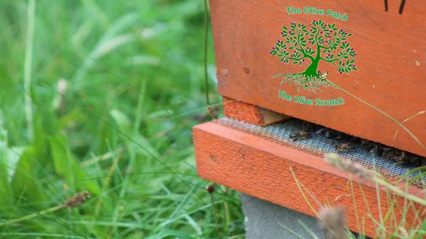TheOlivePatch's tweet photo. one of our hives! #helpingbees #wigan #plantflowers http://t.co/ZznmL49uZO