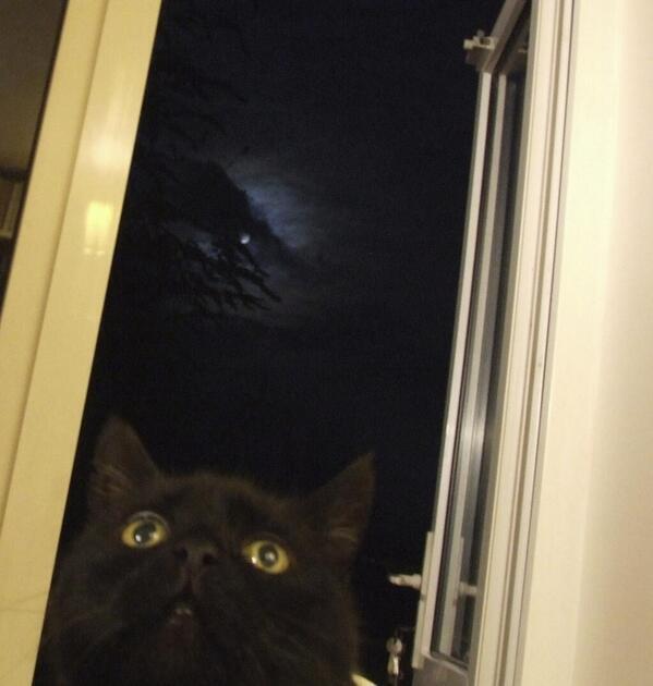 WHY MY CAT IS SAD tweet media