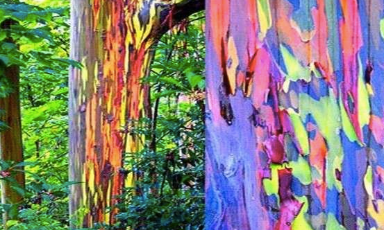 franzaward's tweet photo. [Design] The Rainbow Gum Tree http://t.co/LHqKbhmLzP