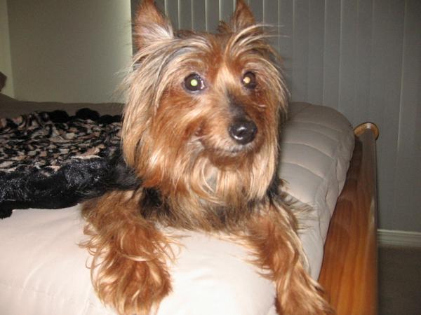TamaraBenningto's tweet photo. @SertaMattresses @FisherHouseFdtn Buddy our adopted dog gives me comfort #SertaComforts #sweeps http://t.co/mExVPxrJzH