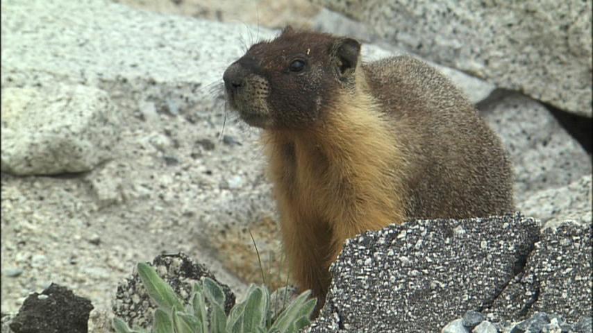 Uzivatel 世界遺産 Na Twitteru アメリカ ヨセミテで出会った珍しい動物 マーモット 山岳地帯に生息するネズミ の仲間 70年代 日本でもアニメ化されたアメリカの児童小説 山ねずみロッキー チャック のモデル 動物たちの姿を通し 自然や生き物のあり方を問う