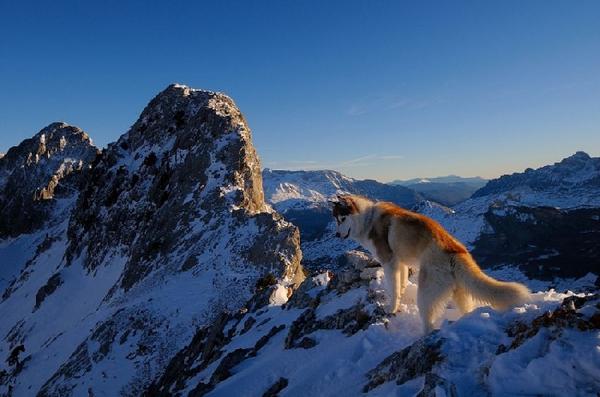 Жизнь животных в горах. Горный волк. Красный волк в горах. Волки в горах. Животные горных вершин.