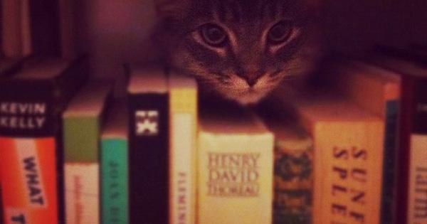 Embedded image permalink