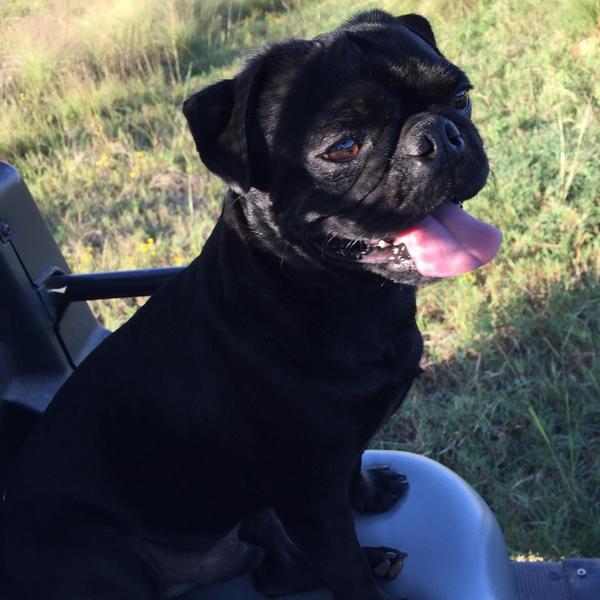 KimiiiJo's tweet photo. #pugmonday http://t.co/9QRg0k90j0