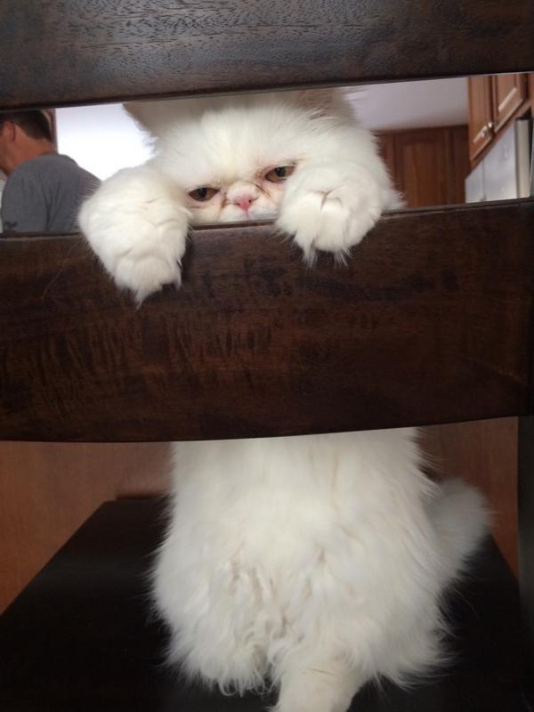 IreneORourke37's tweet photo. @TheEllenShow  #catweek http://t.co/dgcw2pJuJi